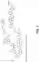 Fig. 02 - Methods of making anti-GP41 antibody-specific capture agents