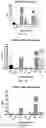 Fig. 04 - Culture conditions to prolong/enhanced endodermal cell type for cell transplantation
