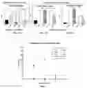 Fig. 06 - Culture conditions to prolong/enhanced endodermal cell type for cell transplantation