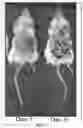 Fig. 07 - Culture conditions to prolong/enhanced endodermal cell type for cell transplantation