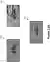 Fig. 13 - Multi-object tracking using correlation filters in video analytics applications