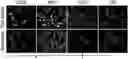 Fig. 01 - Cellular analysis