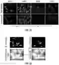 Fig. 02 - Cellular analysis