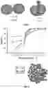 Fig. 08 - Cellular analysis