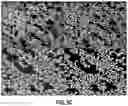 Fig. 12 - Cellular analysis