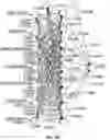 Fig. 32 - Cellular analysis