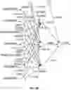 Fig. 34 - Cellular analysis