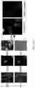 Fig. 43 - Cellular analysis