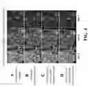 Fig. 12 - Robust image registration for multiple rigid transformed images