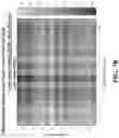 Fig. 20 - Robust image registration for multiple rigid transformed images