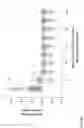Fig. 06 - Extracting content from speech prosody