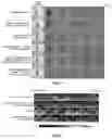 Fig. 02 - Composition comprising catalase, preparation method and use thereof and method for killing tumor cells