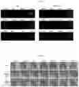 Fig. 07 - Composition and method for culturing organoids