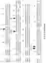 Fig. 06 - Thermostable Cas9 nucleases