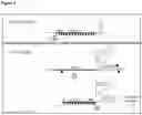 Fig. 09 - Thermostable Cas9 nucleases