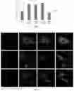 Fig. 03 - Active peptide for enhancing the phagocytic functions of retinal pigment epithelium and a use thereof