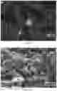 Fig. 06 - HYDROXYAPATITE BASED COMPOSITION AND FILM THEREOF COMPRISING INORGANIC FULLERENE-LIKE NANOPARTICLES OR INORGANIC NANOTUBES