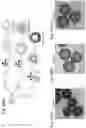 Fig. 35 - PARTICULATE MATERIAL PRODUCTION PROCESS