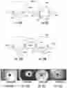 Fig. 10 - Spheroid cell culture article and methods thereof