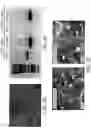 Fig. 05 - Methods and compositions for rapid generation of single and multiplexed reporters in cells
