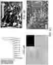 Fig. 08 - Methods and compositions for rapid generation of single and multiplexed reporters in cells