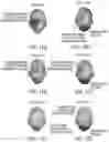 Fig. 20 - SYSTEMS AND METHODS FOR MEASURING NEUROLOGIC FUNCTION VIA ODORANT, AUDIBLE AND/OR SOMATOSENSORY STIMULATION