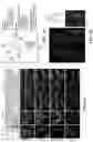 Fig. 03 - ATLAS OF CHOROID PLEXUS CELL TYPES AND THERAPEUTIC AND DIAGNOSTIC USES THEREOF