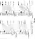 Fig. 14 - ATLAS OF CHOROID PLEXUS CELL TYPES AND THERAPEUTIC AND DIAGNOSTIC USES THEREOF