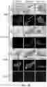 Fig. 18 - ATLAS OF CHOROID PLEXUS CELL TYPES AND THERAPEUTIC AND DIAGNOSTIC USES THEREOF