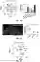 Fig. 21 - ATLAS OF CHOROID PLEXUS CELL TYPES AND THERAPEUTIC AND DIAGNOSTIC USES THEREOF
