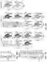 Fig. 28 - ATLAS OF CHOROID PLEXUS CELL TYPES AND THERAPEUTIC AND DIAGNOSTIC USES THEREOF