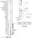 Fig. 38 - ATLAS OF CHOROID PLEXUS CELL TYPES AND THERAPEUTIC AND DIAGNOSTIC USES THEREOF