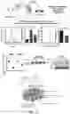 Fig. 47 - ATLAS OF CHOROID PLEXUS CELL TYPES AND THERAPEUTIC AND DIAGNOSTIC USES THEREOF
