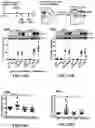 Fig. 49 - ATLAS OF CHOROID PLEXUS CELL TYPES AND THERAPEUTIC AND DIAGNOSTIC USES THEREOF