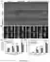 Fig. 07 - DENTAL ADHESIVE HYDROGELS AND USES THEREOF