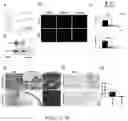 Fig. 08 - DENTAL ADHESIVE HYDROGELS AND USES THEREOF