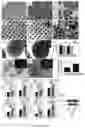 Fig. 09 - DENTAL ADHESIVE HYDROGELS AND USES THEREOF