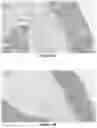 Fig. 13 - INJECTABLE SHEAR-THINNING HYDROGELS AND USES THEREOF