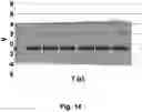 Fig. 16 - METHOD AND APPARATUS FOR ELECTROCHEMICAL pH CONTROL