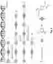 Fig. 03 - Multivalent ligand for myotonic dystrophy