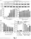 Fig. 08 - Multivalent ligand for myotonic dystrophy