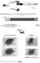 Fig. 09 - Multivalent ligand for myotonic dystrophy