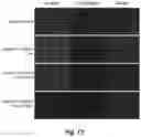 Fig. 13 - Multivalent ligand for myotonic dystrophy