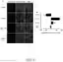 Fig. 10 - THERAPEUTIC AURONES