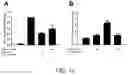 Fig. 12 - THERAPEUTIC AURONES