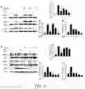 Fig. 13 - THERAPEUTIC AURONES