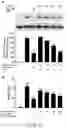 Fig. 15 - THERAPEUTIC AURONES