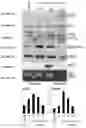 Fig. 09 - COMPOUNDS FOR INHIBITING PROTEIN DEGRADATION AND METHODS OF USE THEREOF IN THE TREATMENT OF CANCER