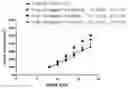 Fig. 02 - Highly active CSF1R inhibitor compound