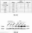 Fig. 02 - Sulfonylamide compounds as CDK2 inhibitors